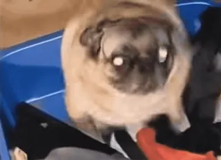 🤪 9fdfbc87 carlino, perro, animal, lindo, mascota telegram sticker