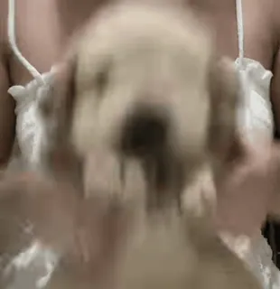 🥳 a78cfeda perro, cachorro, animal, mascota telegram sticker