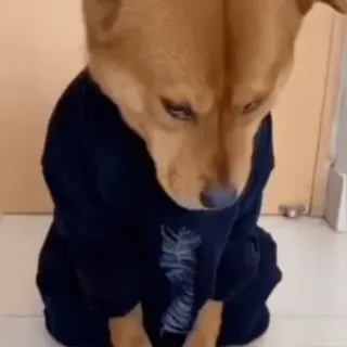 🌟 a7f7db6a perro, cachorro, mascota, animal, lindo, triste, disfrazado telegram sticker