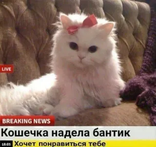 🎀 02cfe30f Кошечка надела бантик. Хочет понравиться тебе gato, lazo, noticias, lindo, animal telegram sticker