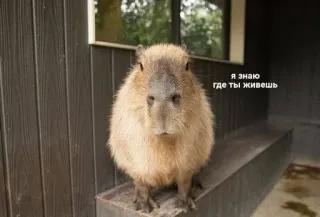 🌟 04c9455b Я знаю где ты живешь Capibara, Animal, Lindo, Roedor telegram sticker