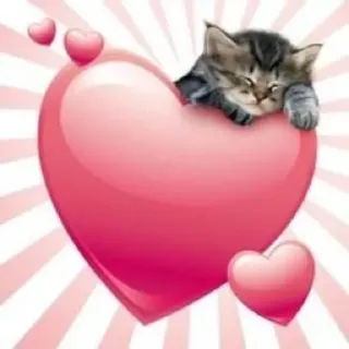🌟 06854c6d gato, gatito, corazón, lindo, amor, mascota telegram sticker