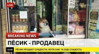 🌟 0dbee674 ПЁСИК - ПРОДАВЕЦ
ПЁСИК ПРОДАЕТ СЛАДОСТИ, ХОТЯ САМ ТА ЕЩЕ СЛАДОСТЬ perro, noticias, vendedor, tienda, dulces telegram sticker