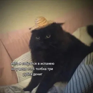 🌟 29023db5 енто я собрался в испанею но у меня естб толбка три рубля дениг gato, sombrero, español, viajes, divertido telegram sticker