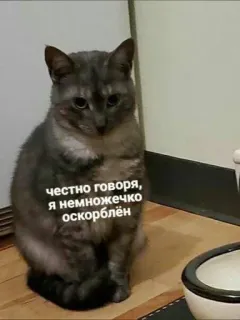 🌟 3987d38e честно говоря, я немножечко оскорблен gato, triste, ofendido, gato gris, mascota telegram sticker