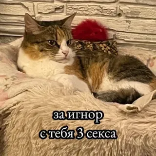 🌟 5521e67a за игнор с тебя 3 секса gato, humor, animales telegram sticker