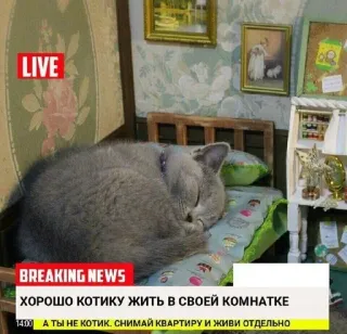 🌟 5c68e5d5 LIVE
BREAKING NEWS
ХОРОШО КОТИКУ ЖИТЬ В СВОЕЙ КОМНАТКЕ
14500 А ТЫ НЕ КОТИК. СНИМАЙ КВАРТИРУ И ЖИВИ ОТДЕЛЬНО gato, habitación, noticias, dormir, apartamento telegram sticker