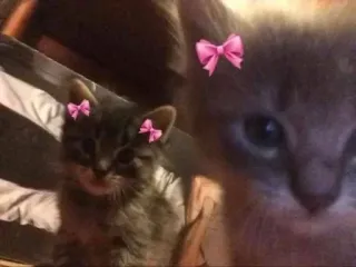 🌟 64182645 gatos, gatitos, lazos, lindo, animales telegram sticker