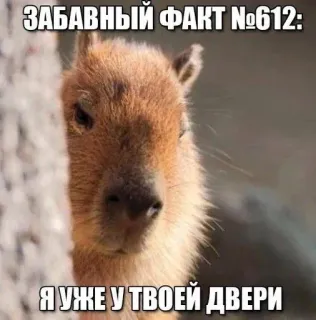 😁 8932c774 ЗАБАВНЫЙ ФАКТ №612:
Я УЖЕ У ТВОЕЙ ДВЕРИ carpincho, animal, gracioso, meme telegram sticker