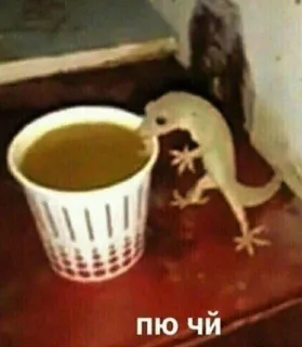 ☕️ 9607ae69 пю чи lagarto, animal, té, taza, bebida, reptil telegram sticker