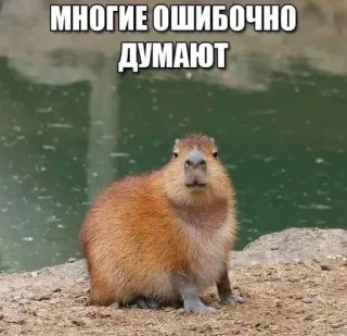 🌟 a7a49034 многие ошибочно думают Capibara, Animal, Meme, Texto telegram sticker