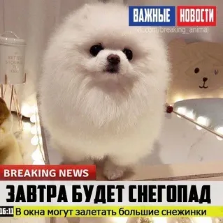 🌟 bd56a427 ВАЖНЫЕ НОВОСТИ
BREAKING NEWS
ЗАВТРА БУДЕТ СНЕГОПАД
В окна могут залетать большие снежинки perro, nieve, noticias, nevada, urgente telegram sticker