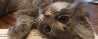 🥰 c74ea26e gato, animal, mascota, lindo, gatito telegram sticker