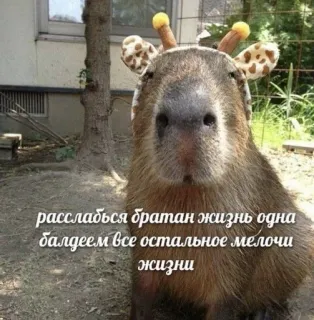 🌟 f316544d расслабься братан жизнь одна балдеем все остальное мелочи жизни capibara, animal, relajación, lindo, roedor telegram sticker