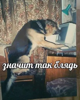 🌟 fab51024 значит так блядь perro, ordenador, meme, gracioso, animal telegram sticker