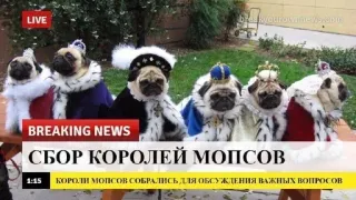 🌟 ff13fa1d СБОР КОРОЛЕЙ МОПСОВ
КОРОЛИ МОПСОВ СОБРАЛИСЬ ДЛЯ ОБСУЖДЕНИЯ ВАЖНЫХ ВОПРОСОВ carlinos, perros, reyes, noticias, real telegram sticker