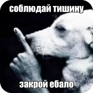 🖼 2e085e73 соблюдай тишину
закрой ебало perro, silencio, ofensivo, grosero, cállate, humor telegram sticker
