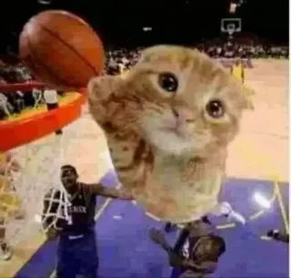 😎 852698b8 gato, baloncesto, deportes, divertido, meme, animal telegram sticker