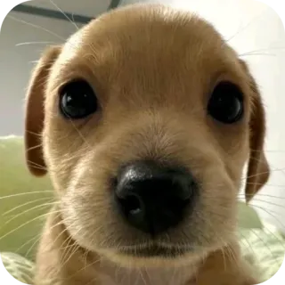 👍 9555a019 cachorro, perro, animal, mascota, lindo, doméstico, retrato telegram sticker