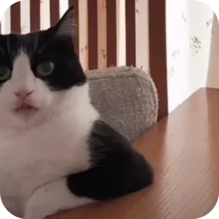 ❤ b102f87d gato, animal, mascota, animal doméstico, felino, mamífero, blanco y negro telegram sticker