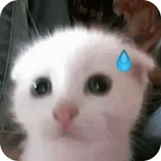 🌟 f2eec6ef gato, gatito, emoji, gota de sudor, lindo, animal telegram sticker