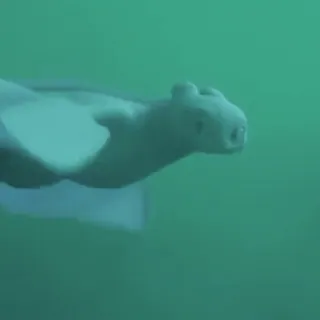 🫧 196f11b0 Light Fury How to Train Your Dragon Drache, Leichtfurie, fliegend, weißer Drache, Cartoon, Tier, süß telegram sticker