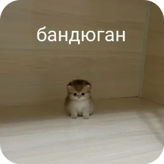 🐱 87ffb735 бандюган chat, chaton, mignon, animal, animal de compagnie, russe whatsapp sticker