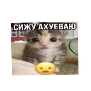 🐱 afeed618 СИЖУ АХУЕВАЮ chat, chaton, mème, russe, offensant, choqué, emoji whatsapp sticker