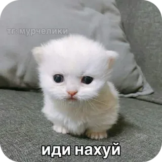 🐱 d71764cb тг: мурчелики
иди нахуй chaton, chat, mignon, langage grossier, animal whatsapp sticker