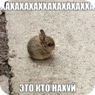 🐞 14e2196f ЭТО КТО НАХУЙ 兔子, 兔兔, 动物, 表情包, 冒犯, 问题 telegram sticker