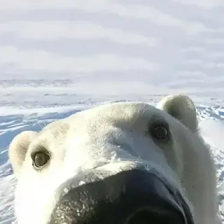 Больше стиков тут: @stikery4 telegram stickers