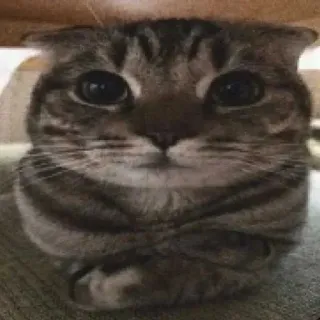 😳 99871575 猫, 可爱, 宠物, 动物, 家猫, 猫科动物 telegram sticker