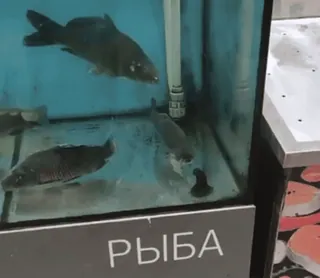 😍 af3f2cb6 РЫБА 鱼, 水族馆, 动物, 俄语 telegram sticker