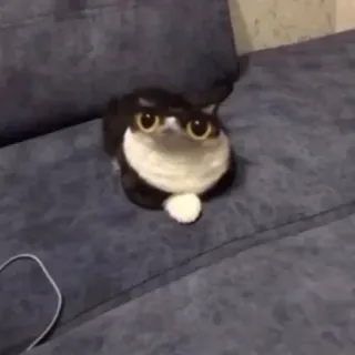 🤩 0fd70f80 Katze, Haustier, Tier, lustig, süß, Laib telegram sticker