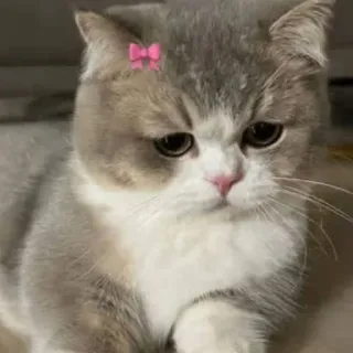 🤩 23404182 Katze, Tier, süß, Kätzchen, Haustier, Säugetier, Hauskatze telegram sticker