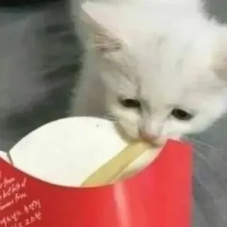 🤩 24c449df Kätzchen, Katze, Tier, Essen, süß telegram sticker