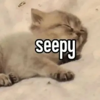 🤩 35615785 seepy Katze, Kätzchen, süß, schläfrig, verschlafen, Tier telegram sticker