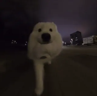 🤩 42242ec6 hund, welpe, samojede, süß, tier, haustier telegram sticker