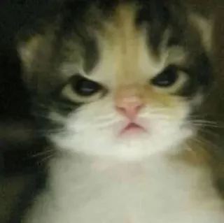 🤩 4d5c5dc8 Katze, Kätzchen, wütend, Katzenartig, Tier, Haustier telegram sticker