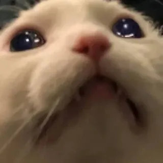 🤩 51fc0532 Katze, Tier, Haustier, weiße Katze, Meme, lustig, süß telegram sticker