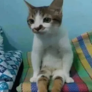 🤩 6ef7ef6e Katze, Tier, Haustier, süß, lustig, stehend, Hauskatze, Katzenartig telegram sticker