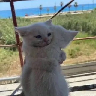 🤩 fbc4e259 Katze, Kätzchen, weiß, süß, Tiere, Ozean, Haustier telegram sticker