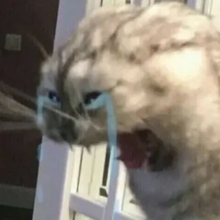 🤩 febe3c3e Katze, weinend, Meme, Tier, traurig, Katzenartig telegram sticker