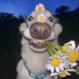 🤩 02d253a1 anjing, daisy, bunga, hewan peliharaan, binatang, alam, lucu whatsapp sticker