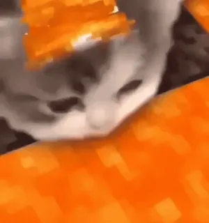 🤩 15f84245 kucing, meme, hewan, lucu, peliharaan, anak kucing whatsapp sticker