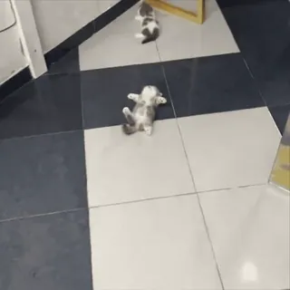 🤩 3d0cf458 anak kucing, kucing, lantai keramik, hewan, hewan peliharaan whatsapp sticker