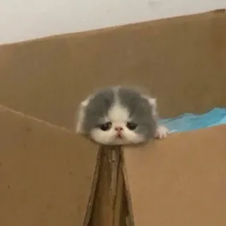 🤩 4b7ea815 anak kucing, kucing, hewan, kotak, lucu, hewan peliharaan whatsapp sticker