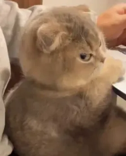 😡 533c2c02 whatsapp sticker