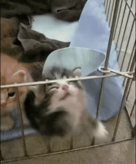 🌟 61f4bfd0 anak kucing, kandang, kucing, hewan, peliharaan, imut, kerucut, berbulu whatsapp sticker