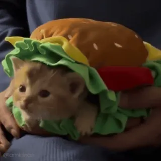 🥰 646682b6 kucing, anak kucing, burger, binatang, hewan peliharaan, imut, lucu whatsapp sticker